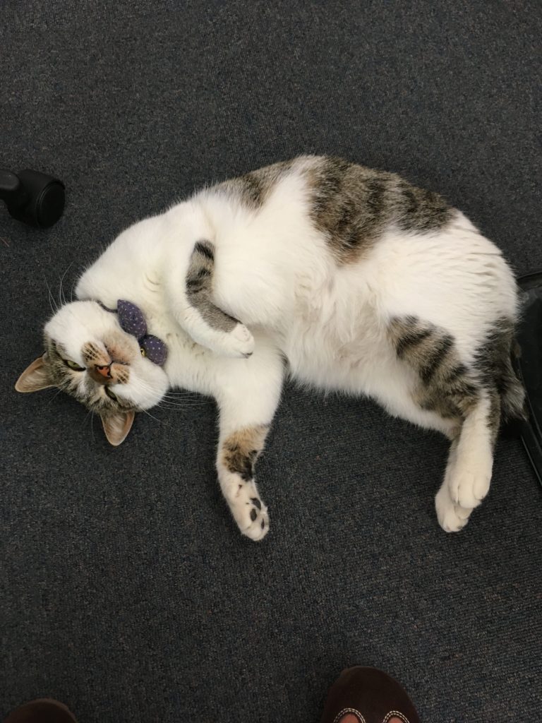 広報部長みー太郎 広報部長みー太郎