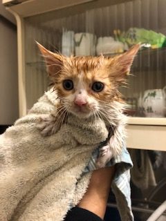 トラさん入浴後イメージ