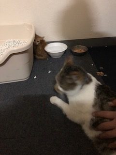 みー太郎イメージ