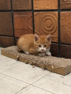 トラさんイメージ