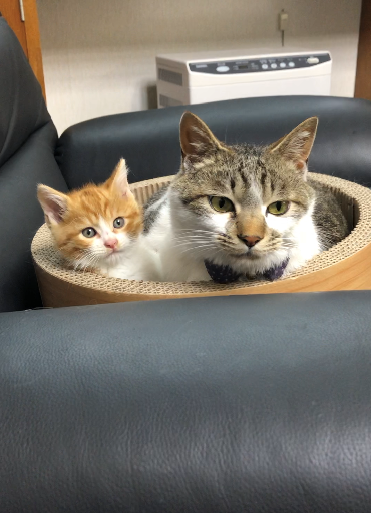 トラさんとみー太郎