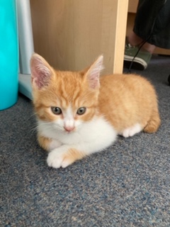 トラさんイメージ