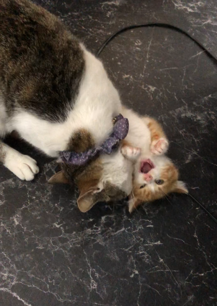 みー太郎イメージ